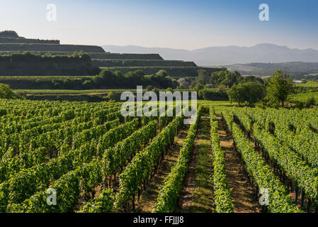 Wunderschönen Weinbergterrassen mit blauem Himmel und Sonnenschein in Ihringen, Kaiserstuhl, Deutschland. Diese Region hat die meisten Sonnen Stockfoto