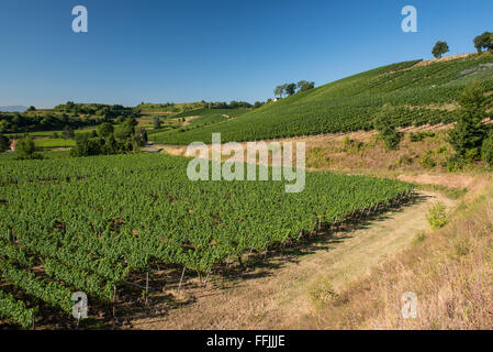 Schönen Weinberg-Landschaft mit blauem Himmel und Sonnenschein in Ihringen, Kaiserstuhl, Deutschland. Diese Region hat die meisten Sonnenstunden Stockfoto