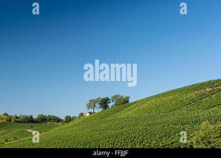 Schönen Weinberg-Landschaft mit blauem Himmel und Sonnenschein in Ihringen, Kaiserstuhl, Deutschland. Diese Region hat die meisten Sonnenstunden Stockfoto