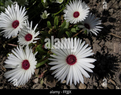 Weiß blühende Mesembryanthemum Werk in Kreide Boden mit einem gekauten Blume Stockfoto