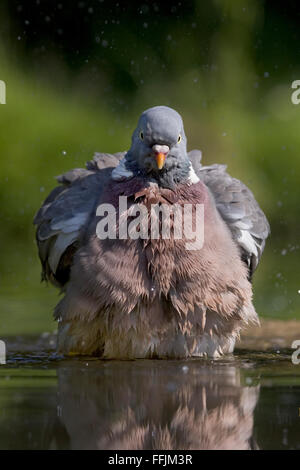 Woodpigeon (Columba Palumbus) seine Federn im Gartenteich, kräuseln, beim Baden, Bentley, Suffolk, Mai 2009 Stockfoto