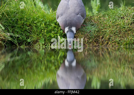 Woodpigeon (Columba Palumbus) trinken aus Gartenteich mit Reflexion, Bentley, Suffolk, Mai 2009 Stockfoto