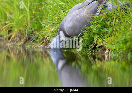 Woodpigeon Porträt (Columba Palumbus) trinken aus Gartenteich mit Reflexion, Mai 2009, Bentley, Suffolk Stockfoto