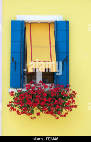 Ein Fenster eines hell gestrichenen Hauses und ein Fensterdurchgang aus roten Geranien, in einem kleinen Fischerdorf und winzigen Hafen von Burano, einer kleinen Insel, sieben k Stockfoto