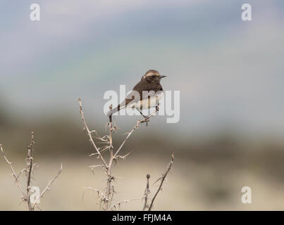 Zypern Steinschmätzer Männchen und Weibchen brütet in Zypern und gefangen in Nebel-Netze und Kalk-sticks Stockfoto