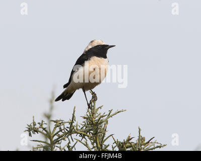 Zypern Steinschmätzer Männchen und Weibchen brütet in Zypern und gefangen in Nebel-Netze und Kalk-sticks Stockfoto