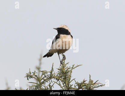 Zypern Steinschmätzer Männchen und Weibchen brütet in Zypern und gefangen in Nebel-Netze und Kalk-sticks Stockfoto