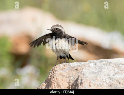 Zypern Steinschmätzer Männchen und Weibchen brütet in Zypern und gefangen in Nebel-Netze und Kalk-sticks Stockfoto