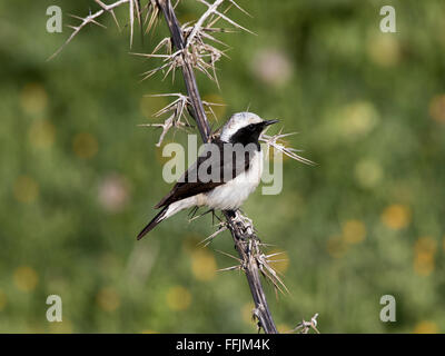 Zypern Steinschmätzer Männchen und Weibchen brütet in Zypern und gefangen in Nebel-Netze und Kalk-sticks Stockfoto