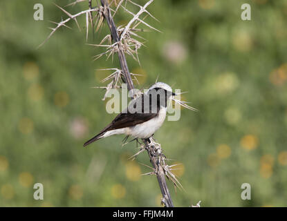 Zypern Steinschmätzer Männchen und Weibchen brütet in Zypern und gefangen in Nebel-Netze und Kalk-sticks Stockfoto