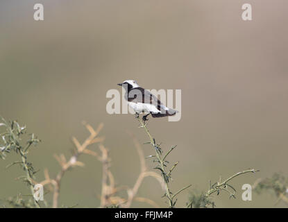 Zypern Steinschmätzer Männchen und Weibchen brütet in Zypern und gefangen in Nebel-Netze und Kalk-sticks Stockfoto