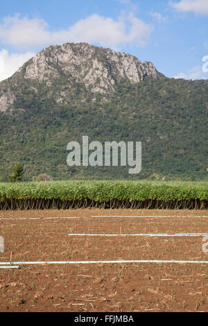 Maniok-Feld mit Gebirgshintergrund, Thailand Stockfoto