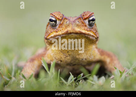 Cane Toad - Bufo Marinus- oder riesige neotropical oder marine Kröte. Vorderansicht auf dem Rasen sitzen Stockfoto