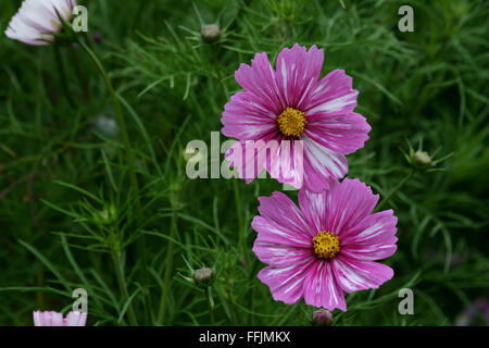 Zwei Hybrid-Kosmos (Cosmos Bipinnatus)-Blumen vor dem Hintergrund des Kosmos Laub Stockfoto