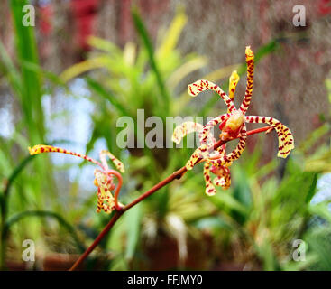 Zweig der Orange entdeckt Mokara Orchidee (Tigerschwanz) im königlichen botanischen Garten Peradeniya, Kandy, Sri Lanka Stockfoto