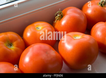 rote Tomaten Reifen auf der Fensterbank Stockfoto