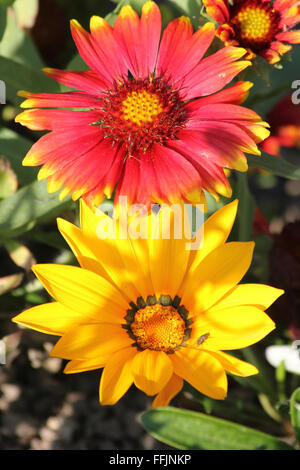 Nahaufnahme von roten Gaillardia und gelbe Gazanien Blumen Stockfoto