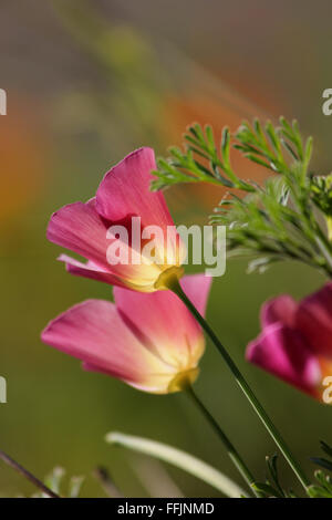 Kalifornischer Mohn Blumen (Eschscholzia Californica) Hintergrundbeleuchtung durch Sonne, mit flachen Schärfentiefe rosa Stockfoto