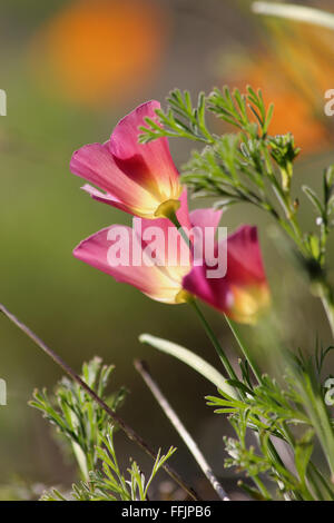 Kalifornischer Mohn Blumen (Eschscholzia Californica) Hintergrundbeleuchtung durch Sonne, mit flachen Schärfentiefe rosa Stockfoto