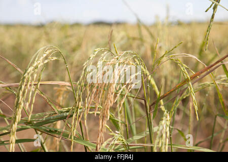 Der Goldene Reis Spikes im Reisfeld Stockfoto