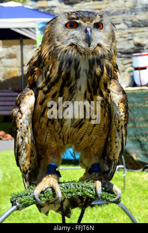 Eurasische Uhu lateinische Name Bubo bubo Stockfoto