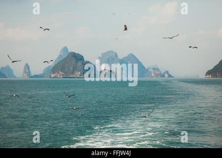 Vögel auf Phang Nga Inseln Stockfoto