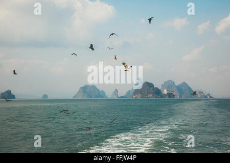 Vögel auf Phang Nga Inseln Stockfoto