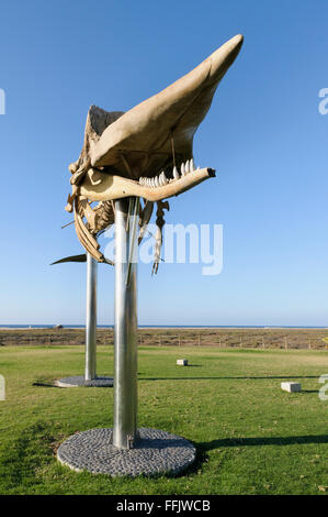 Skelett eines Pottwals, Morro Jable, Fuerteventura, Kanarische Inseln, Spanien Stockfoto