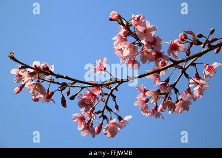 Rosa Himalaya Wildkirsche in Chiang Mai, Thailand Stockfoto