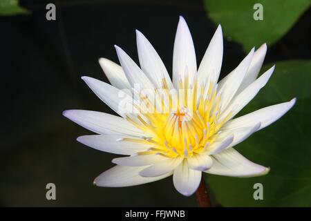 Einzelne weiße gelbe Lotusblüte mit grünen Blättern Stockfoto