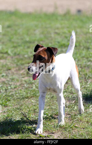 Smooth Fox Terrier steht im park Stockfoto