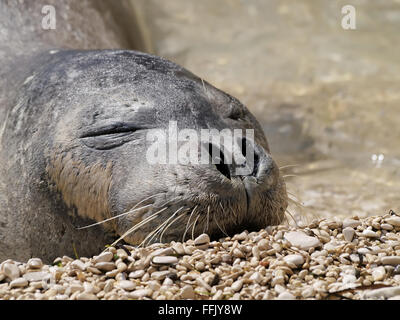 Mittelmeer-Mönchsrobbe entspannen auf pebble Stockfoto
