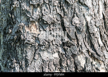 altes Holz geknackt Baum Rinde Textur Stockfoto