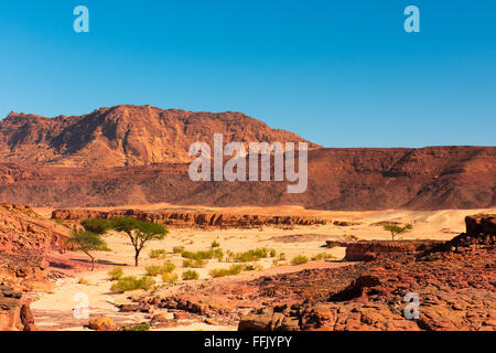 Sinai Wüste Landschaft Stockfoto