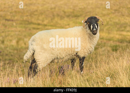 Posieren Schafe im Moorgebiet, Nicky Nook, Wald von Bowland, Lancashire, England, Großbritannien, Vereinigtes Königreich. Stockfoto