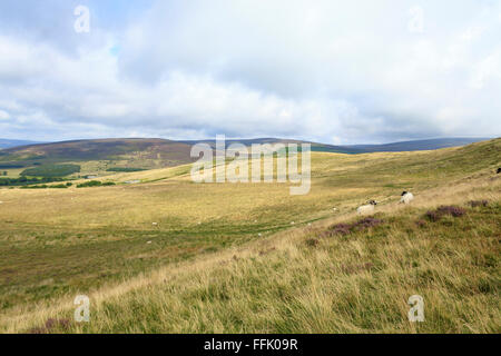 Blick von Nicky Nook, ein beliebter Ort zum Wandern in Richtung Bleasdale, Trog von Bowland, Lancashire, England, Großbritannien, UK. Stockfoto