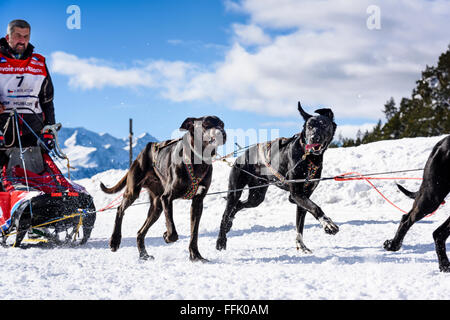 SARDIERES VANOISE, Frankreich - 20. Januar 2016 - GRANDE ODYSSEE das härteste Rennen der Musher in Savoie Mont-Blanc, Vit Kolator Stockfoto