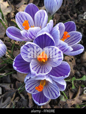 Lila gestreift Crocus: Die schönen Frühling blühende Birne Crocus Sativa, in einer natürlichen Umgebung. Stockfoto