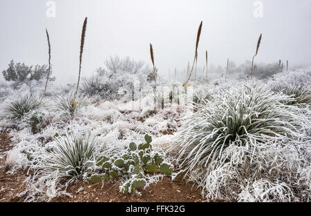 Gefrorenen Nebel aka atmosphärische Zuckerglasur auf Feigenkakteen und Sotol Pflanzen, Chihuahua-Wüste, Big Bend National Park, Texas, USA Stockfoto