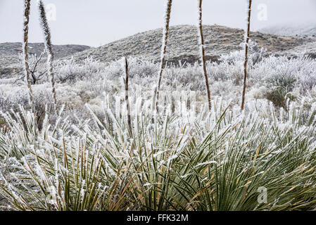 Sotol Pflanzen bedeckt mit gefrorenen Nebel aka atmosphärischen Vereisung im Winter, Chihuahua-Wüste, Big Bend National Park, Texas, USA Stockfoto