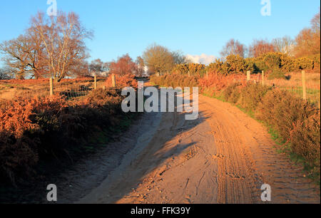 Winter Landschaft sandige Strecke durch Heide, Sutton Heath, Suffolk, England, UK Suffolk Sandlings AONB Stockfoto