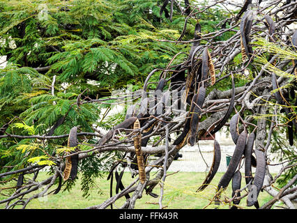 Johannisbrotbaum mit vielen Johannisbrotbäumen hängen am Baum Stockfoto