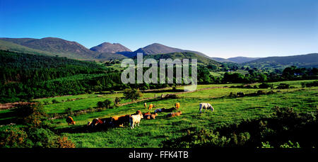 Rindfleisch CattleTrassey Straße Mourne, Co. Down, Nordirland Stockfoto