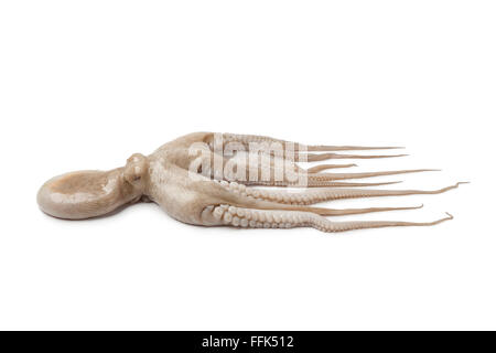 Ganz einzigen frischen rohen Oktopus isoliert auf weißem Hintergrund Stockfoto
