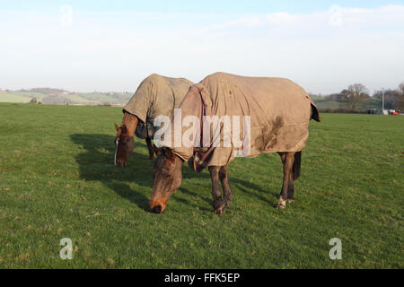 Paar Pferde tragen einen schützende Wintermantel in einem Feld nahe Winchelsea, East Sussex, UK Stockfoto