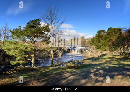 Low Force Wasserfall des Flusses Tees im Teesdale Stockfoto