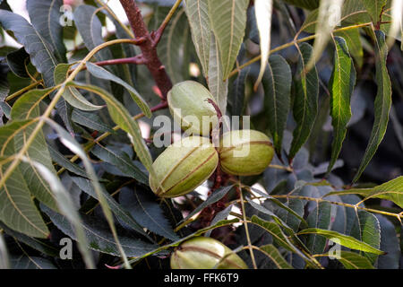 Junge Pekannüsse auf Baum wächst Stockfoto