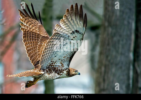 Rot - angebundener Falke im Flug Stockfoto