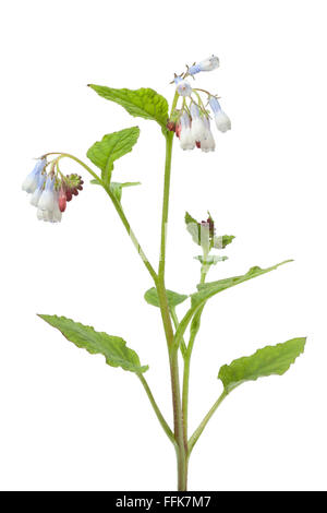 Gemeinsamen Beinwell Blumen auf weißem Hintergrund Stockfoto