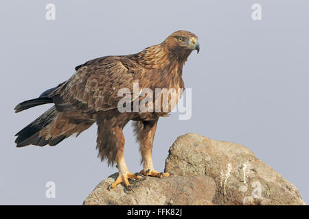 Steinadler thront auf einem Felsen im Licht des frühen Morgens in Bulgarien Stockfoto